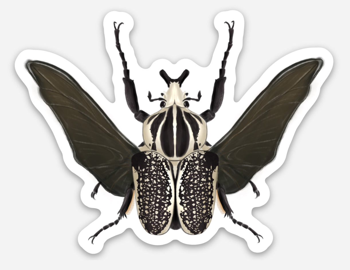 Goliathus Orientalis Sticker
